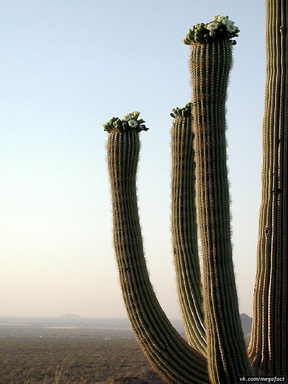 Gigantescos cactus saguaro. - 6
