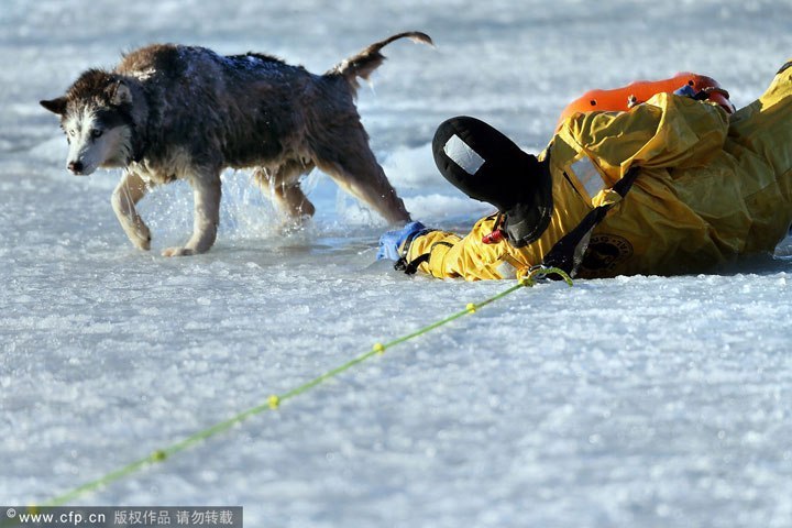 Спасение 13-летней хаски Сильви из залива Плежэ около Бостона - 6