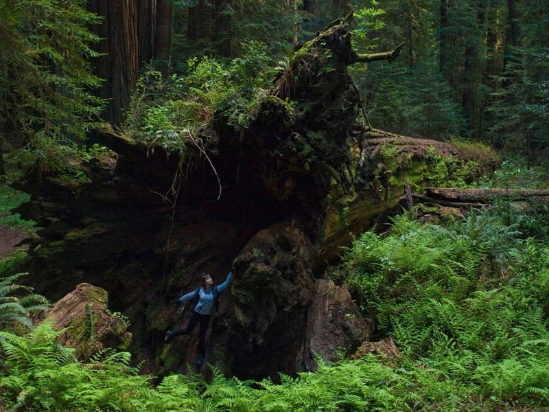 Туристка у гигантской упавшей секвои в Национальном парке Редвуд, Штат Калифорния, США