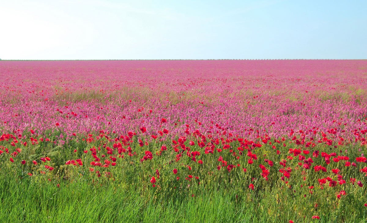 Весна в Криму - 7