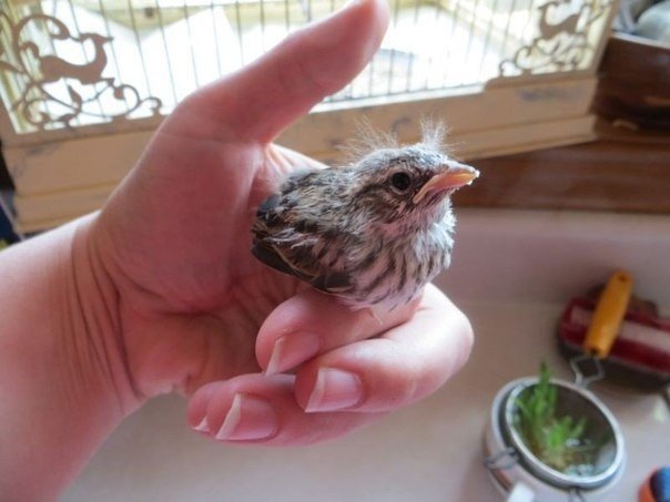 The fate of a chick. Two brothers found a tiny little chick that had just hatched. - 5