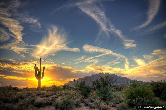 Gigantescos cactus saguaro.