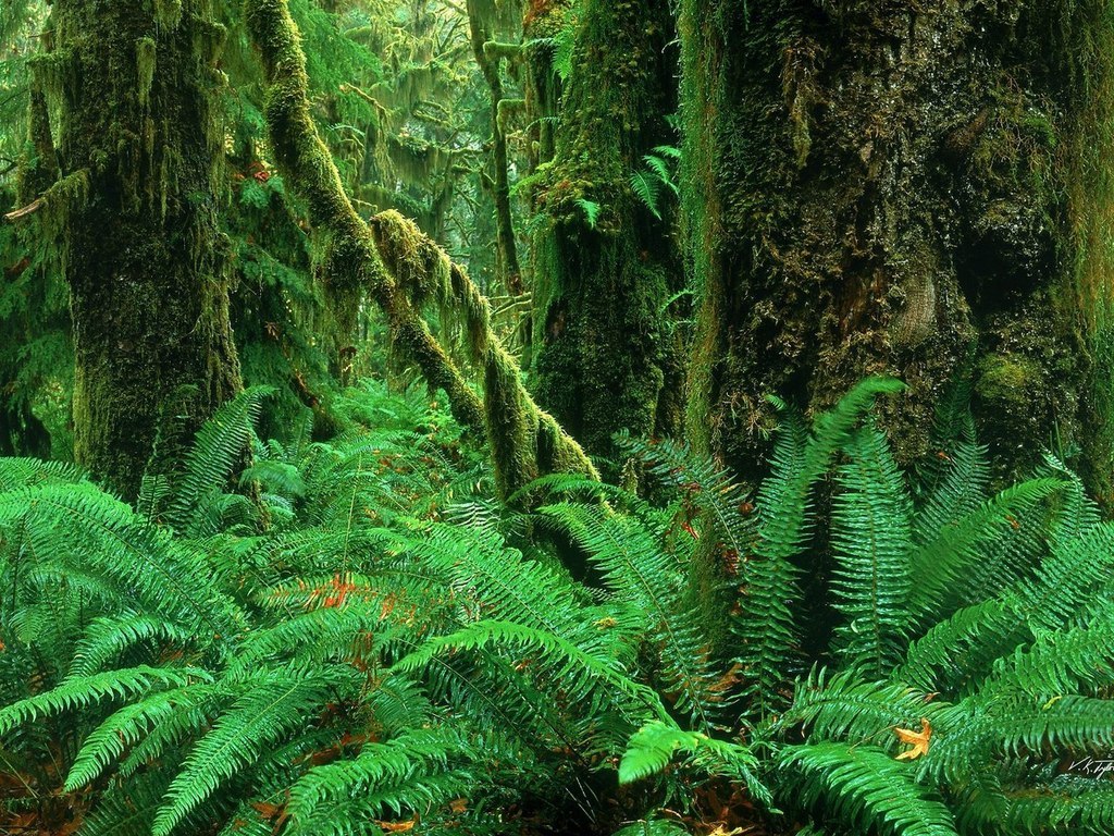El Bosque Pluvial de Hoh (Hoh Rainforest), en el Parque Nacional Olímpico del estado de Washington, Estados Unidos, es un lugar de gran belleza y sorprendente diversidad biológica.