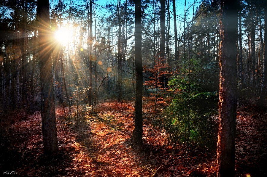 Der morgendliche Wald