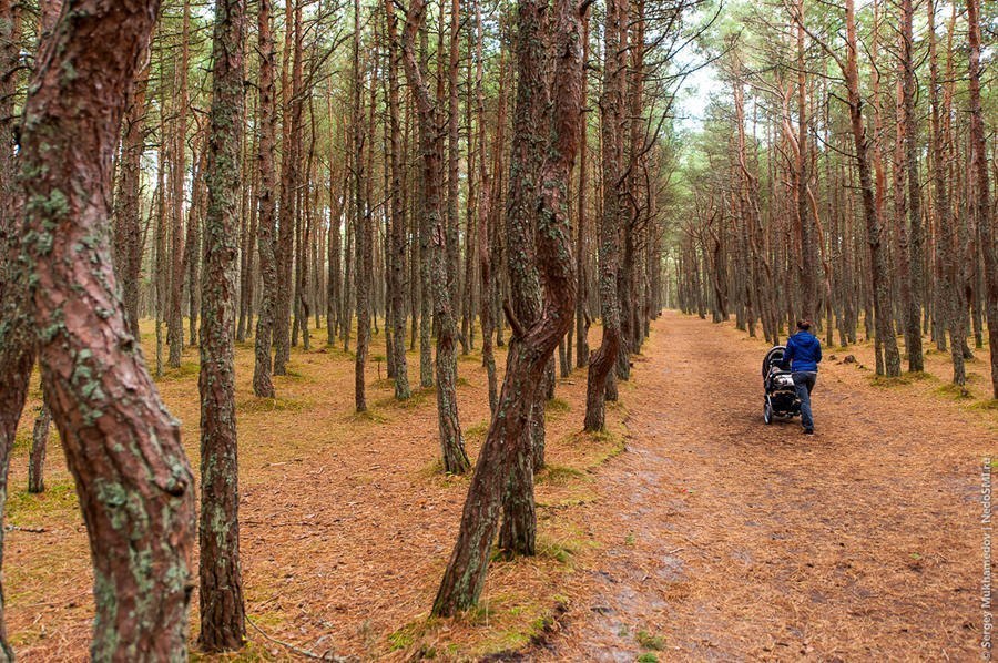 "Танцующий лес" в Калининградской области. В национальном парке “Куршская Коса”, что в Калининградской области, находится одно очень загадочное место под названием “Танцующий лес”. Под столь интригующим названием скрывается небольшой участок соснового лес - 7
