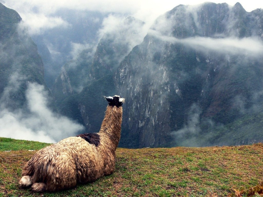 The resting lama, Machu Picchu, Peru