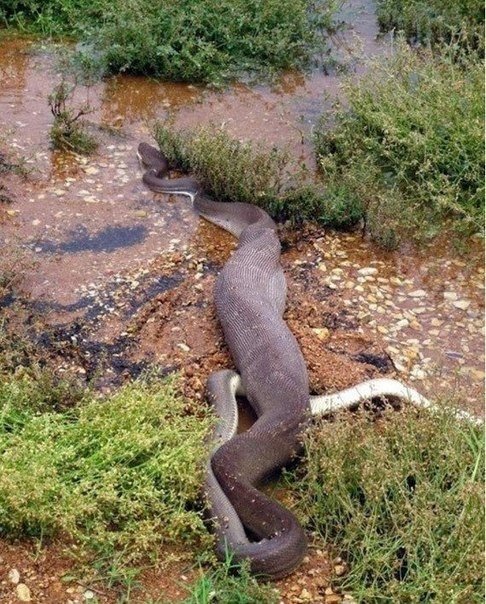 Un enfrentamiento mortal entre depredadores: una pitón contra un cocodrilo. - 8
