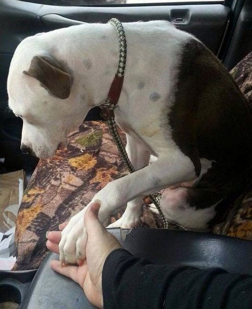 Las caras de los perros que subían a un automóvil por primera vez. - 8