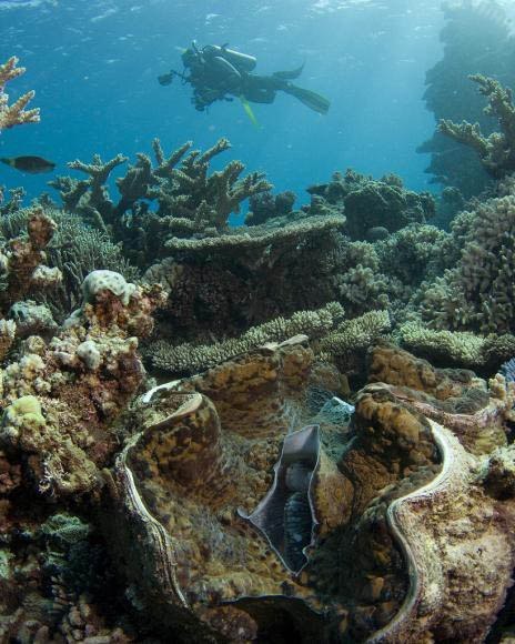 食人蜗牛。这种致命的软体动物堪称是世界上最大的软体动物。 - 1