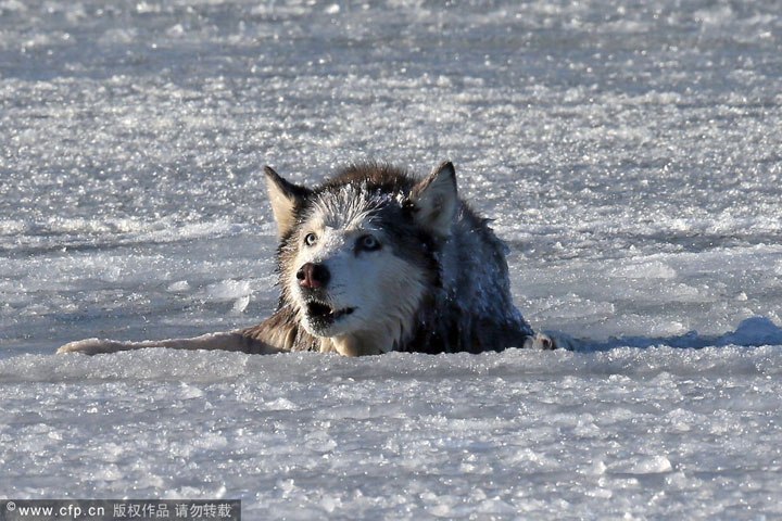 Спасение 13-летней хаски Сильви из залива Плежэ около Бостона - 7