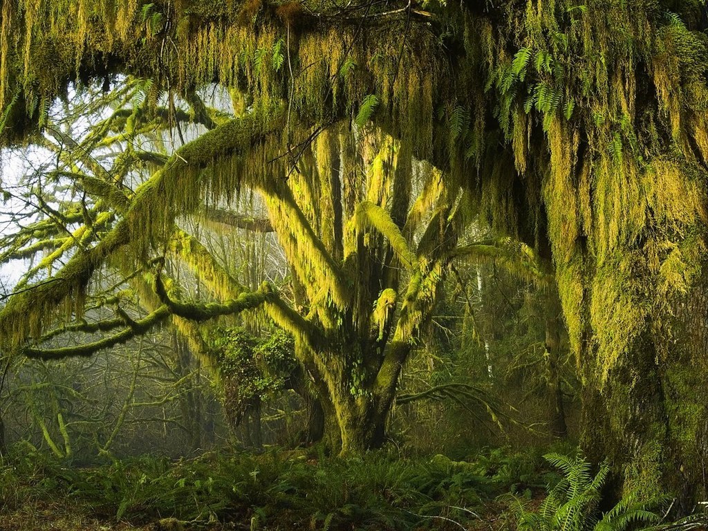 El Bosque Pluvial de Hoh (Hoh Rainforest), en el Parque Nacional Olímpico del estado de Washington, Estados Unidos, es un lugar de gran belleza y sorprendente diversidad biológica. - 6