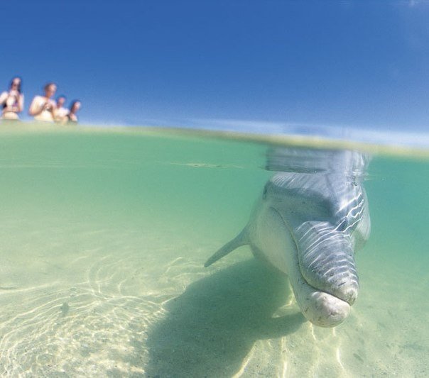 Пляж Monkey Mia: дельфины приплывают смотреть на людей. Monkey Mia - удивительное место в Западной Австралии, в заливе Шарк. Главной достопримечательностью является ежедневное кормление дельфинов, которые приближаются к берегу в течение более сорока лет.  - 5