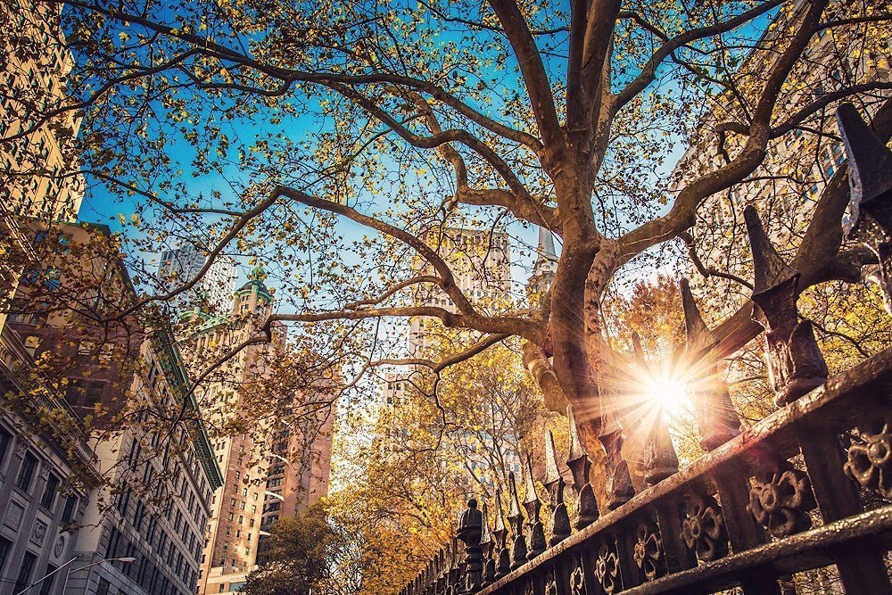 Солнечный центральный парк, Нью-Йорк, США