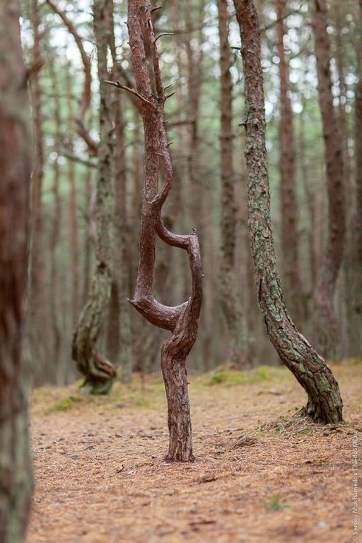 "Танцующий лес" в Калининградской области. В национальном парке “Куршская Коса”, что в Калининградской области, находится одно очень загадочное место под названием “Танцующий лес”. Под столь интригующим названием скрывается небольшой участок соснового лес - 5