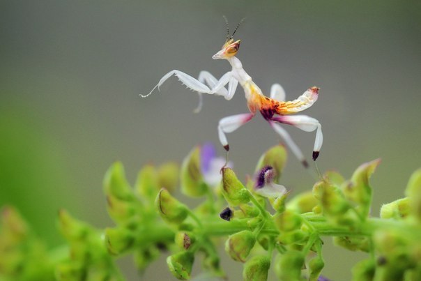 Оживший цветок. Если когда-нибудь в Юго-Восточной Азии вам доведется увидеть красивый цветок орхидеи, то не удивляйтесь, что он вдруг улетит при попытке сорвать его. . Скорее всего, это замаскированный под растение богомол Hymenopus coronatus - Орхидейный