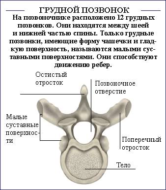 Позвоночник. Позвоночник проходит вдоль всей спины посредине, от черепа к тазу. <br>Состоит из коротких костей, позвонков, расположенных один над другим. . Всего насчитывается 34 позвонка, хотя всего 24 из них являются <br>отдельными костями, остальные об - 8