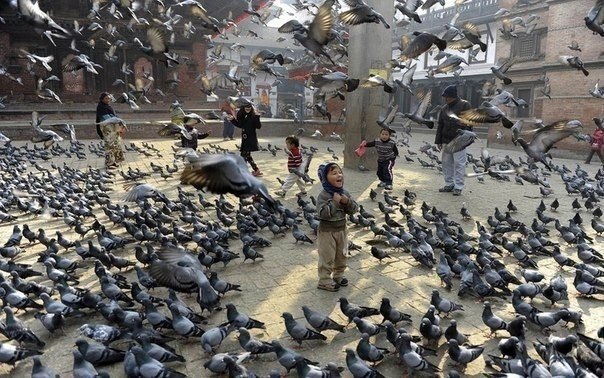 A child feeds pigeons in Kathmandu, Nepal