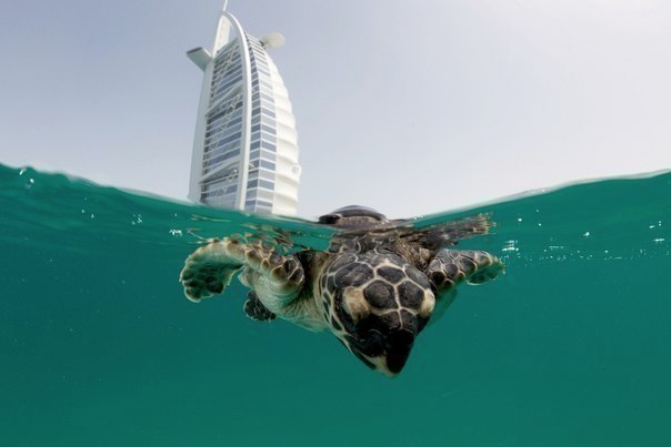 Turtle at the Burj Al Arab Hotel, Dubai, United Arab Emirates