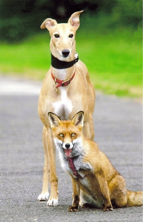 Примеры удивительной дружбы в животном мире - 7