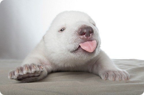 Новорожденный медвежонок