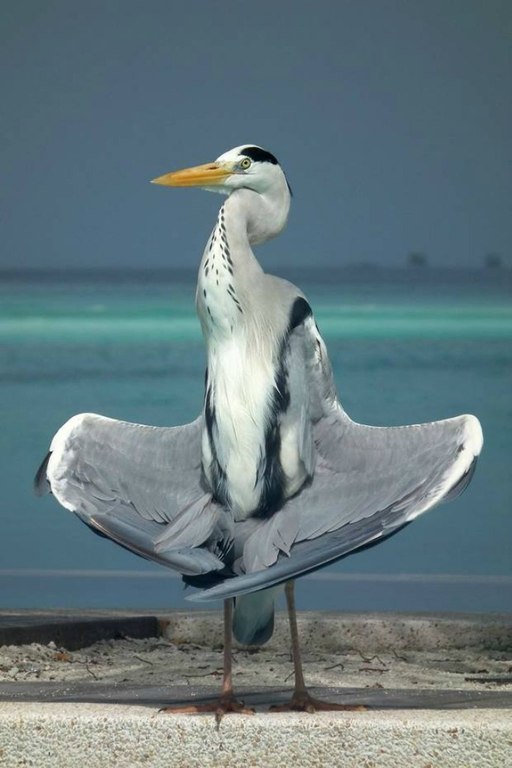 Лучшие фотографии с фотоконкурса ZSL Animal Photography Prize 2013. - 4