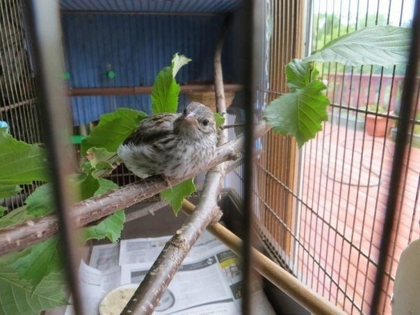 The fate of a chick. Two brothers found a tiny little chick that had just hatched. - 6