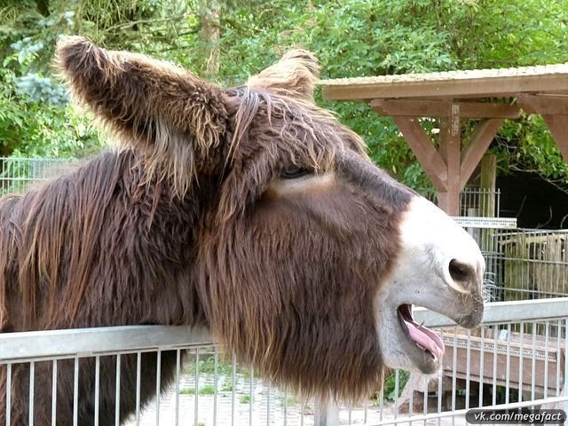 La especie de burro más rara… Conozcan al burro más extraordinario de nuestro planeta: la raza francesa Poitou. - 5