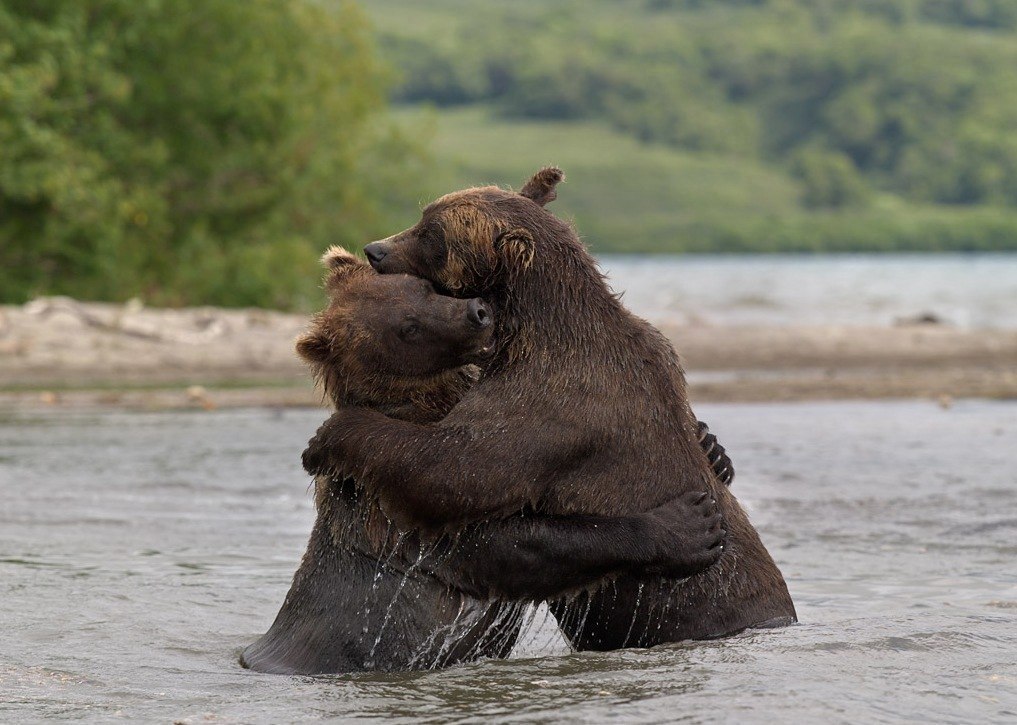 Osos en el lago Kurilskoye, Rusia.