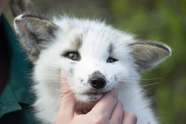 Une renarde nommée Vesna. - 7