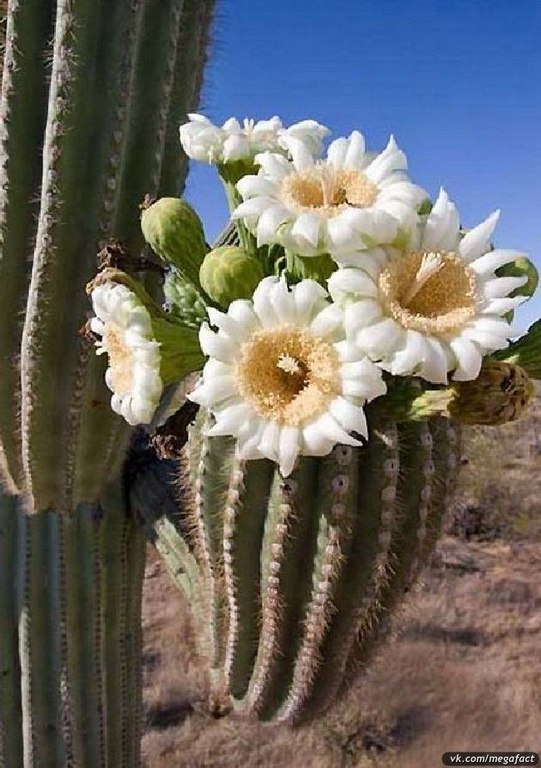 Gigantescos cactus saguaro. - 7