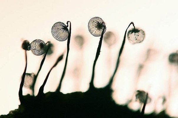 El asombroso mundo de las mohos en las macrofotografías. - 9