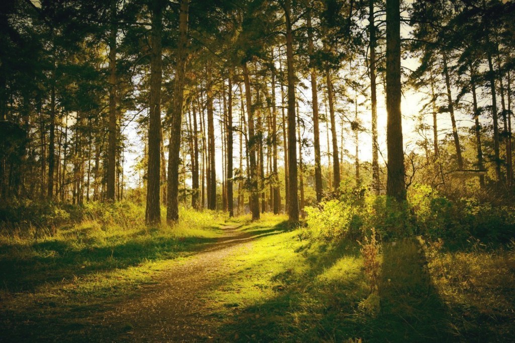 Лес в пригороде Челябинска, Россия