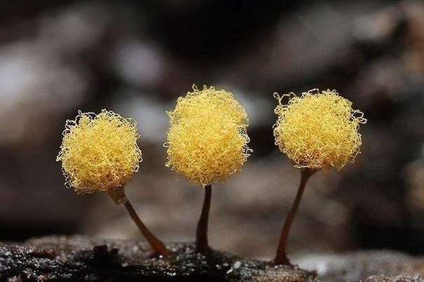 El asombroso mundo de las mohos en las macrofotografías. - 7