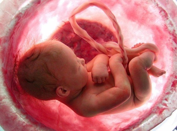 The emergence and development of life in a child within the mother's womb. - 9