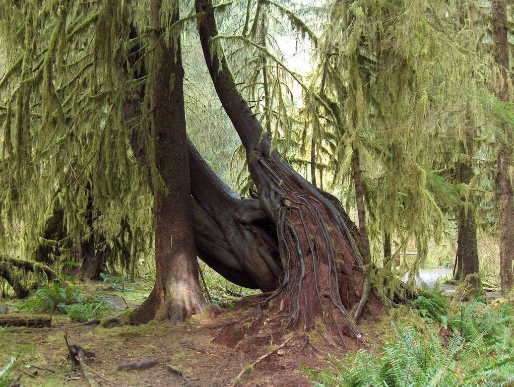 El Bosque Pluvial de Hoh (Hoh Rainforest), en el Parque Nacional Olímpico del estado de Washington, Estados Unidos, es un lugar de gran belleza y sorprendente diversidad biológica. - 7