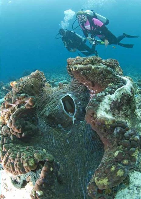 食人蜗牛。这种致命的软体动物堪称是世界上最大的软体动物。 - 2