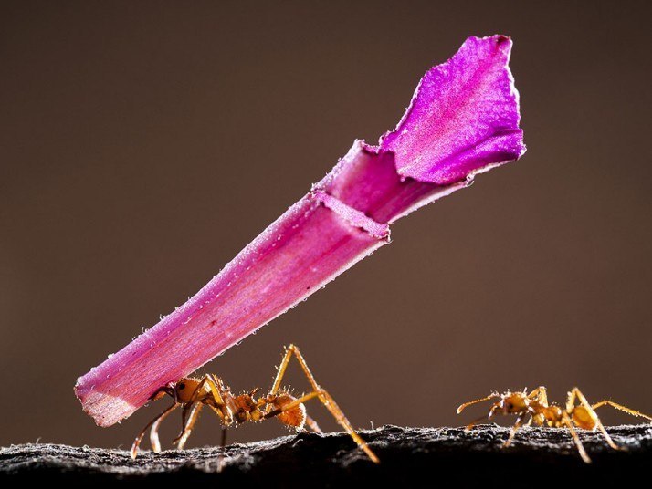 Лучшие фотографии с фотоконкурса ZSL Animal Photography Prize 2013. - 3