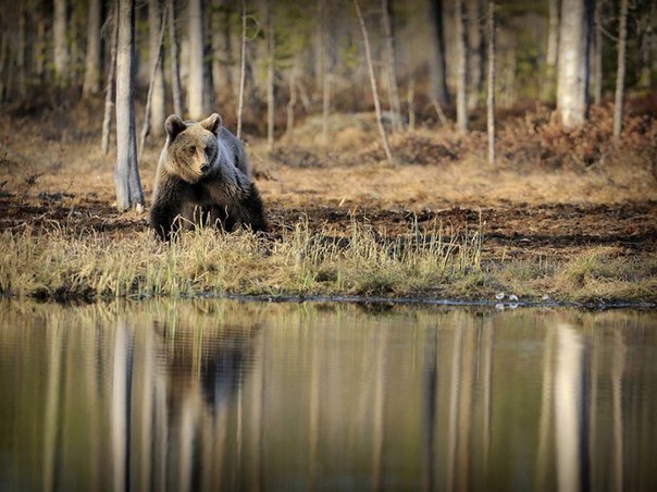 Ведмідь у річки, Фінляндія