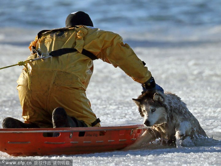 Спасение 13-летней хаски Сильви из залива Плежэ около Бостона - 5