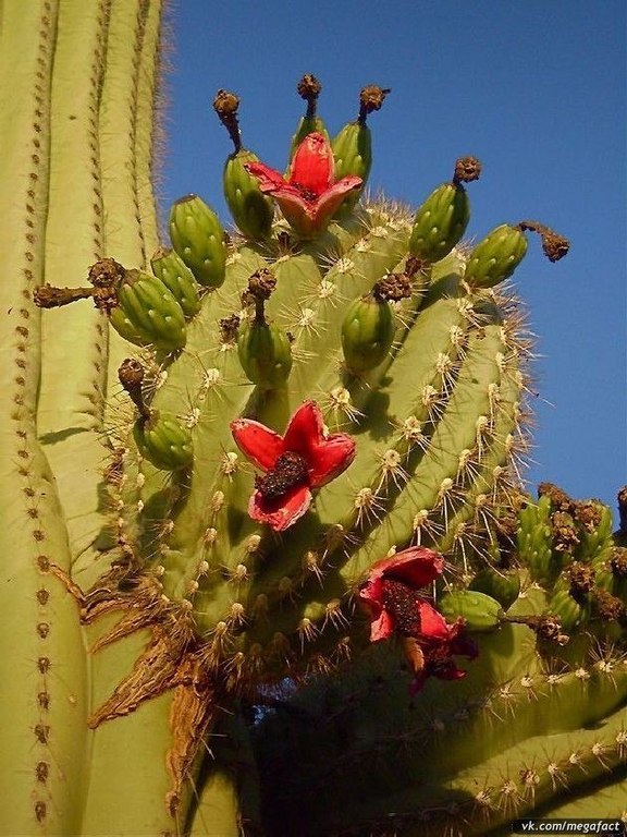 Gigantescos cactus saguaro. - 5