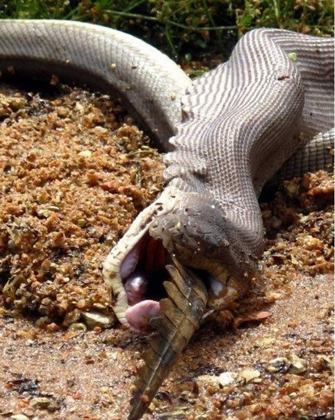 Un enfrentamiento mortal entre depredadores: una pitón contra un cocodrilo. - 7