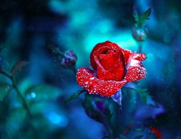 Польская фотохудожница Барбара Флорчик создает атмосферные фотографии, посвященые природе. - 2