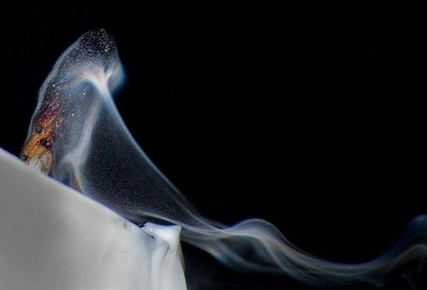 Радуга от свечи. Все мы видели радугу после дождя, но кто видел разноцветный эффект от тушения свечи? Фотограф Grover Schrayer сумел запечатлеть это потрясающее явление - 9