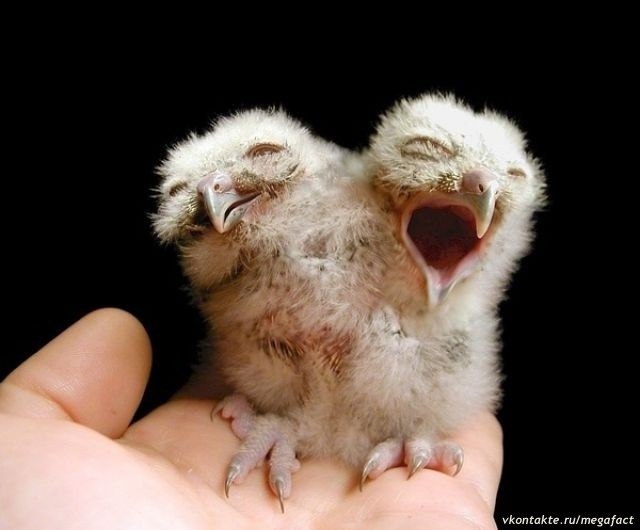 Tiere mit zwei Köpfen. - 6