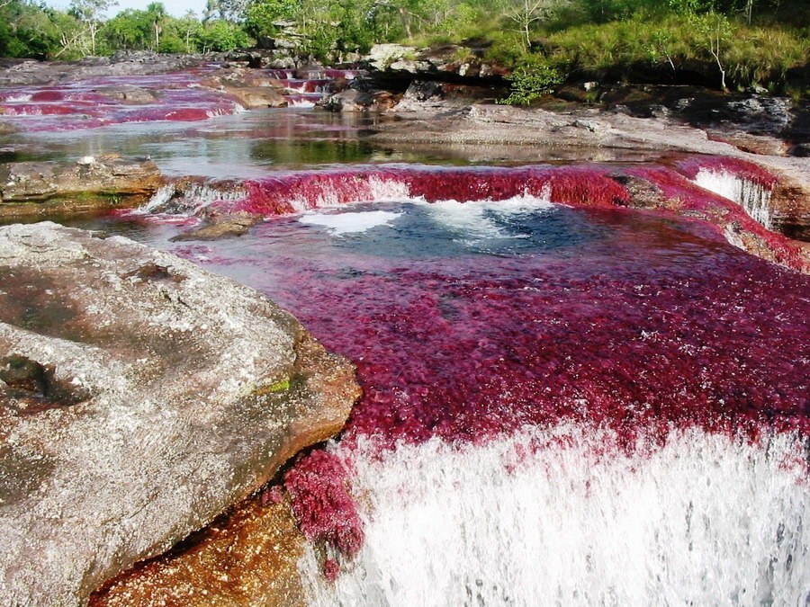 El Cañón de los Cristales es el río más hermoso de la Tierra. - 4