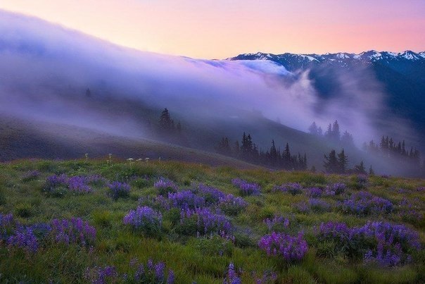 Fog in Olympic Park, Washington State, USA