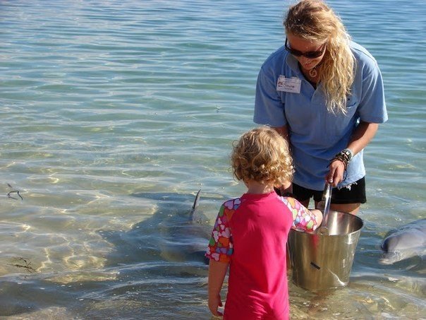 Пляж Monkey Mia: дельфины приплывают смотреть на людей. Monkey Mia - удивительное место в Западной Австралии, в заливе Шарк. Главной достопримечательностью является ежедневное кормление дельфинов, которые приближаются к берегу в течение более сорока лет.  - 7