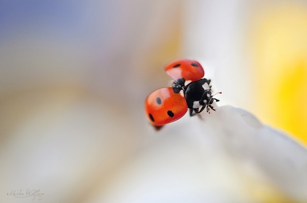 Краски весны в работах фотографа из Словакии Mirka Wolfova - 7