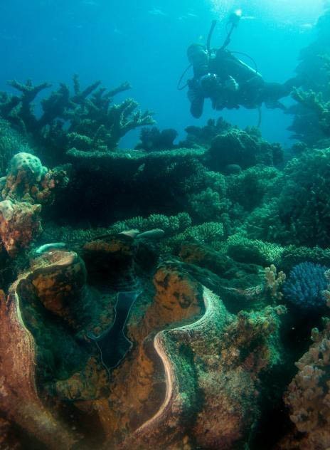 El caracol devorador de hombres… Este molusco asesino es el más grande del mundo.