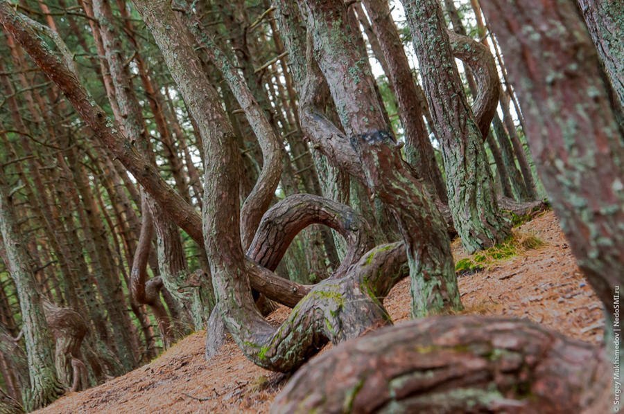 "Танцующий лес" в Калининградской области. В национальном парке “Куршская Коса”, что в Калининградской области, находится одно очень загадочное место под названием “Танцующий лес”. Под столь интригующим названием скрывается небольшой участок соснового лес - 6
